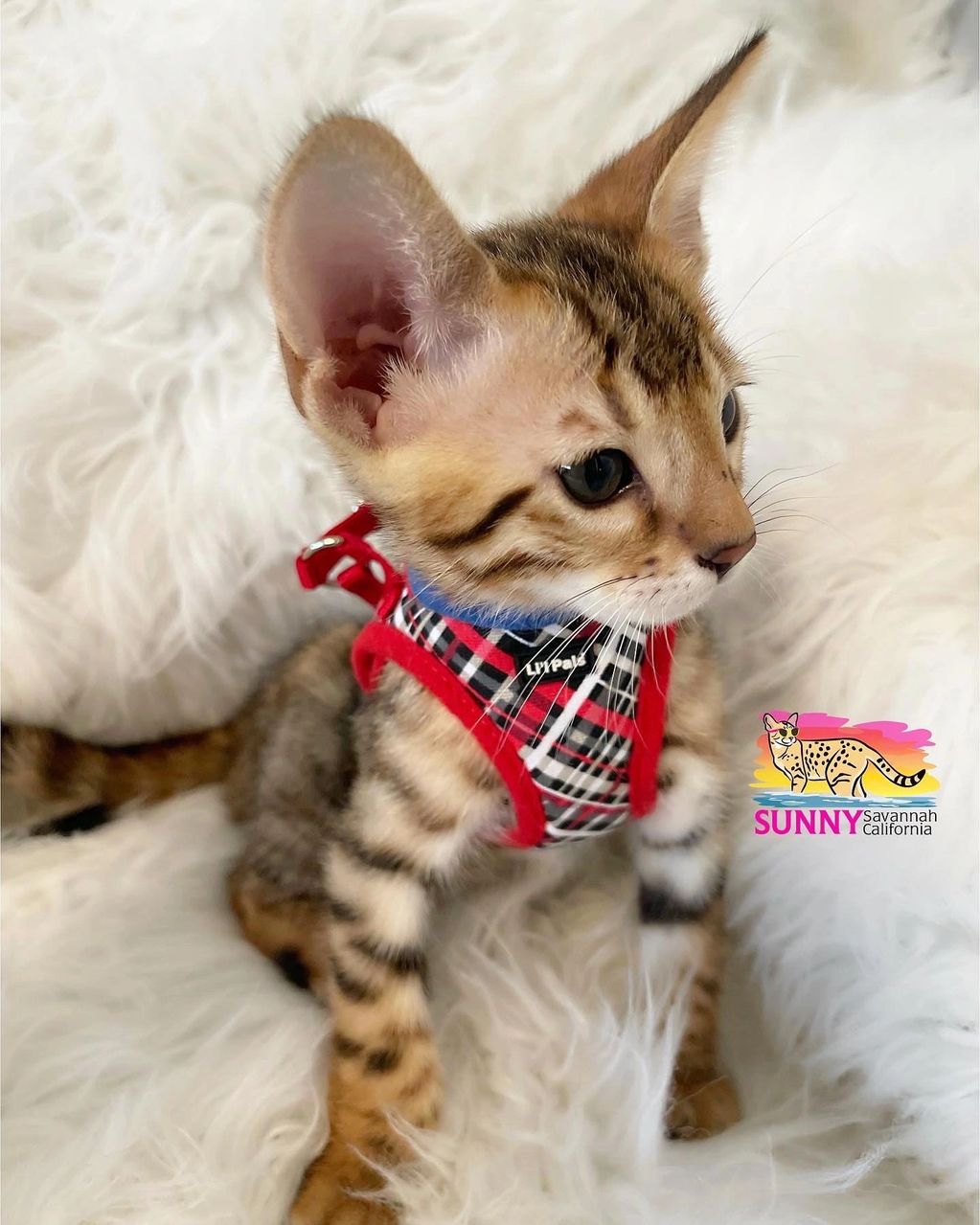 Savannah Kitten (F5) SBT Male 