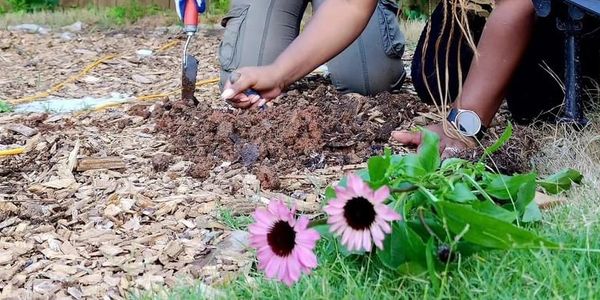Workshop participants planting echinacea in a garden bed.