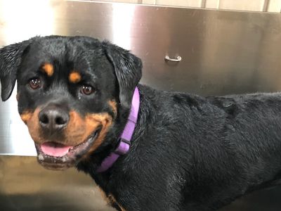 Bath Time at Watsons Kennel’s 