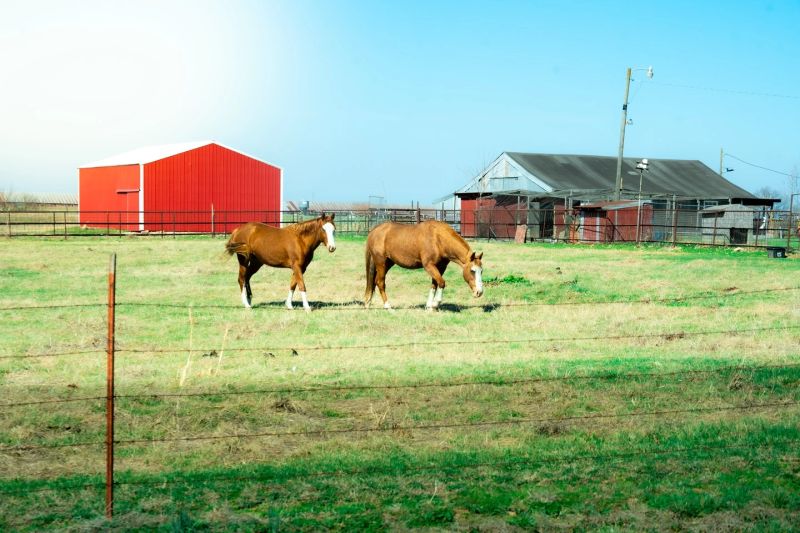 Red Barn Morning