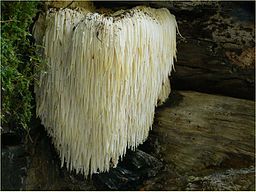 Image by Lebrac / Wikipedia