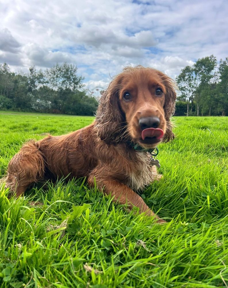 A brown dog lying on green grass, licking its nose.