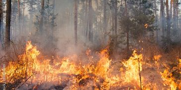 Forest wildfire spreading flames and smoke among trees.