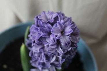Close-up of a blooming purple hyacinth flower in a blue pot.