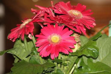 Bright pink gerbera daisies with green leaves in soft focus.