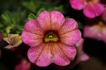 Close-up of a vibrant pink flower with yellow center against a dark background.