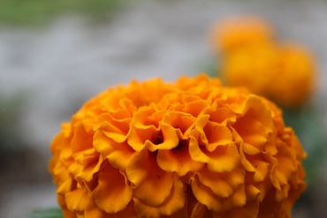 Close-up of a vibrant orange marigold flower with ruffled petals.