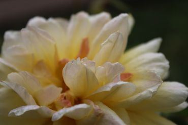 Close-up of a creamy yellow flower with soft petals.