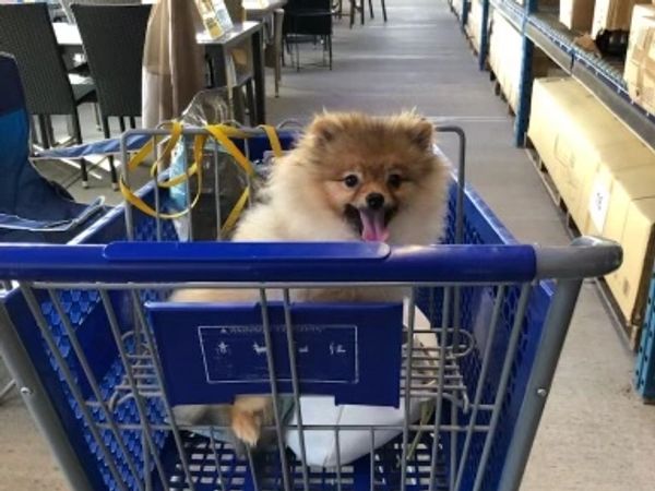 Pomeranian in shopping cart 