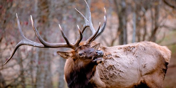 Bull elk in rut at Robbins Paradise Ranch.