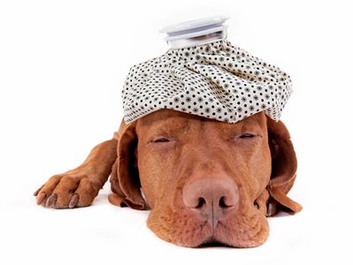 Dog with an ice cap bag