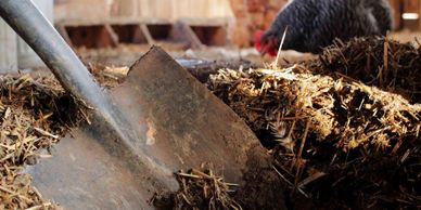 cleaning chicken coop