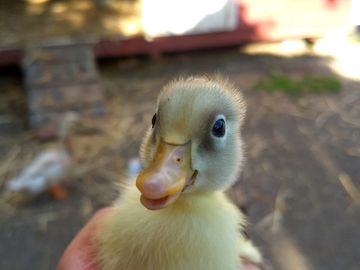 smiling duck