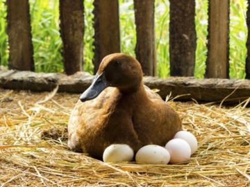 duck laying eggs