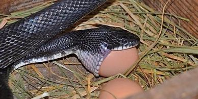 snake eating egg