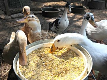 ducks eating