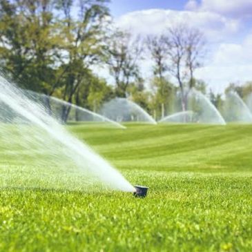 Lawn sprinklers irrigate a green field.