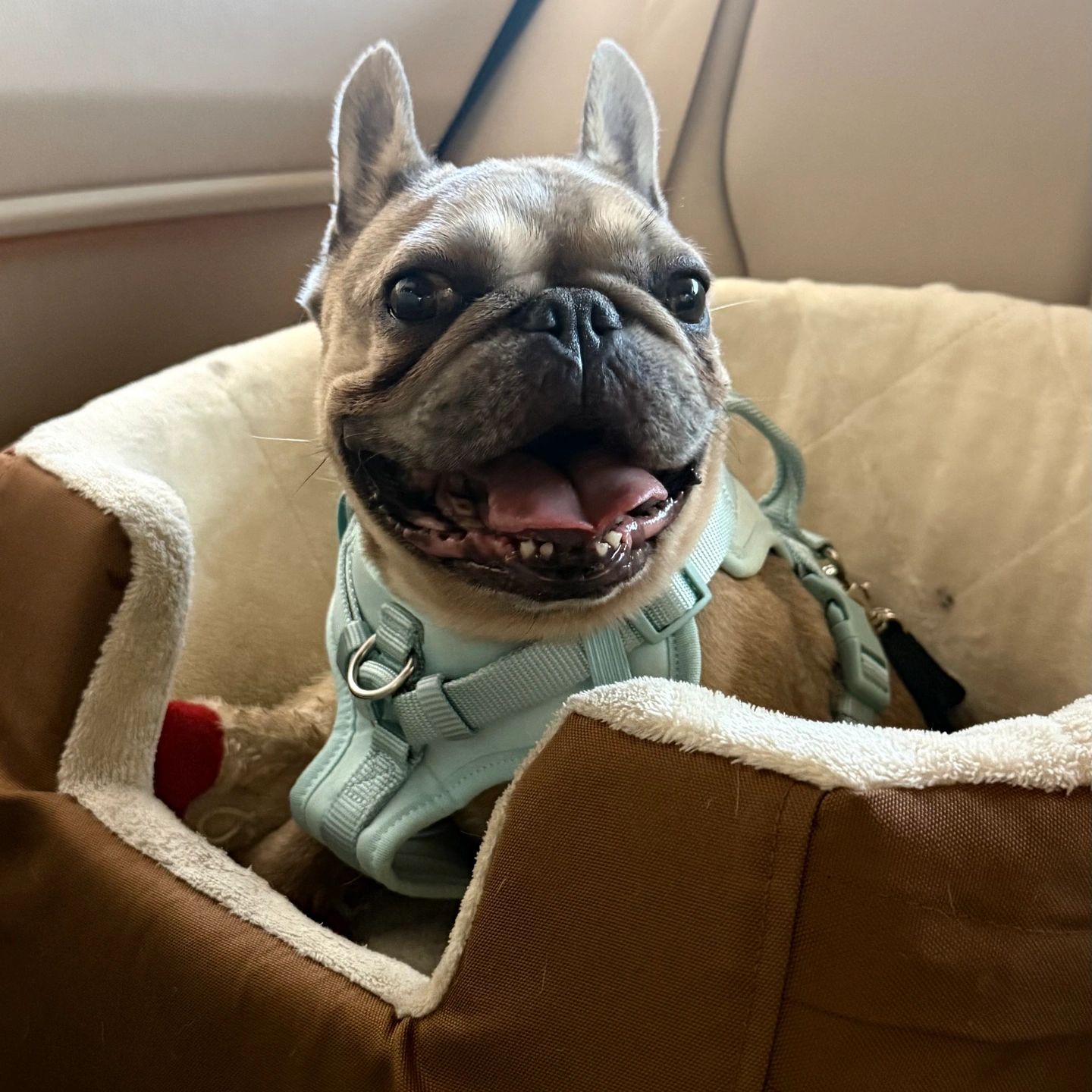 My adopted rescue girl, Nellie