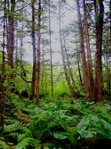 Dense forest with tall trees and lush green undergrowth