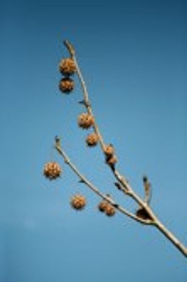 Tree branch with round, spiky seed pods against a clear blue sky