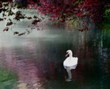 White swan in a pond