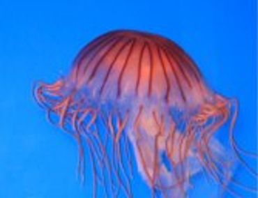 Translucent blue jellyfish