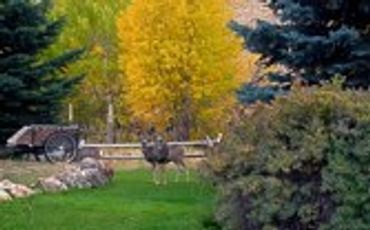 Turkeys in a field with autumn trees.