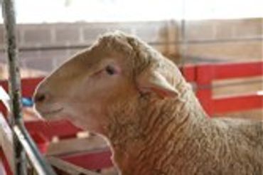 Sheep's head in profile.