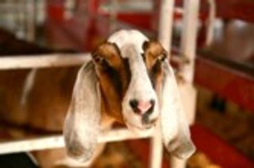 Goat with long ears.