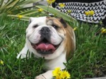 Smiling bulldog lying in grass.