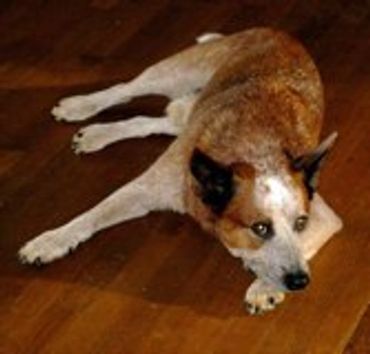 Brown dog lying on a wooden floor