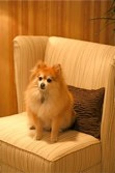 Small, fluffy orange dog on a chair.