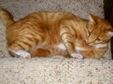 Orange tabby cat lying down.