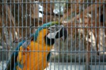 Blue and yellow parrot in a cage.