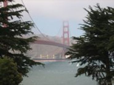 Golden Gate Bridge seen through trees.