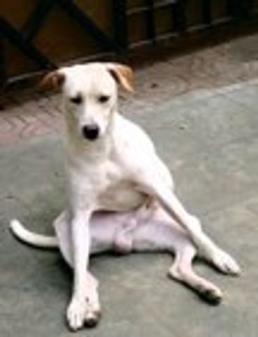 White dog sitting on the ground