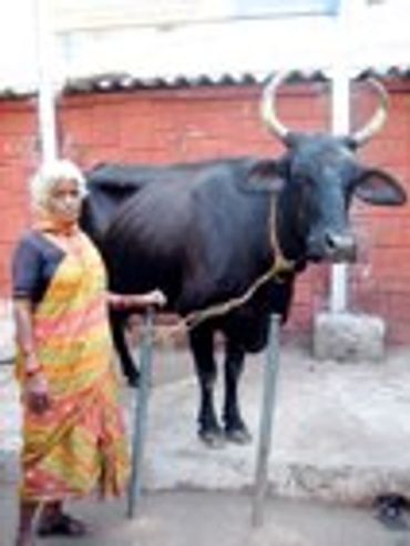 Woman with an ox