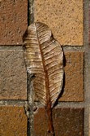 Dried brown leaf resting against a textured brick wall.