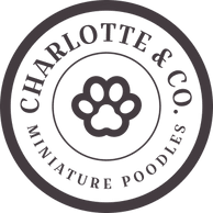 Charlotte & Co. 
Miniature Poodles