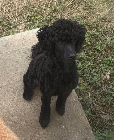 Black poodle sitting on concrete near grass.