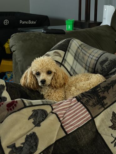 Small curly-haired dog resting on a patterned blanket.