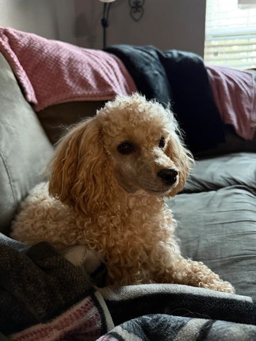 Curly-haired dog resting on a couch.