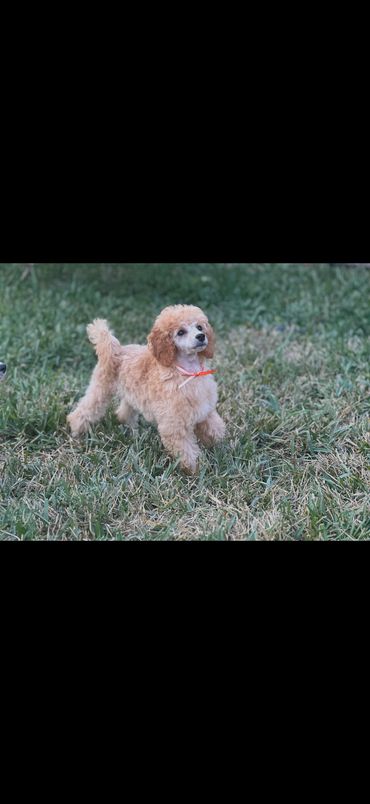 Small poodle walking on grass with a red collar.