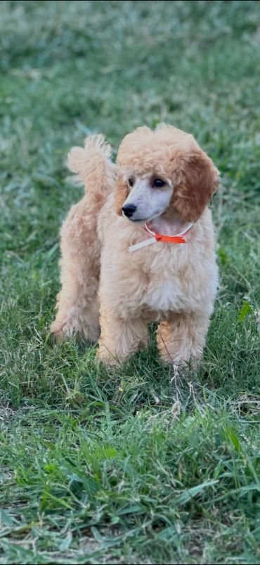 Fluffy poodle puppy standing on grass.