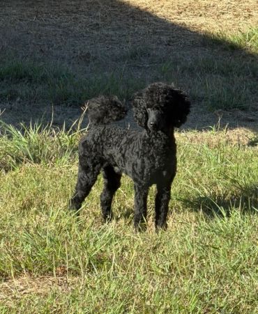 Black poodle standing on grass in sunlight.