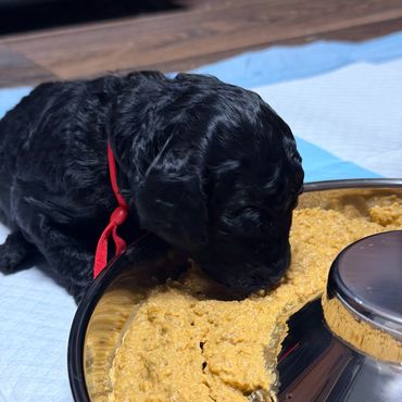 Black puppy eating from a silver bowl.