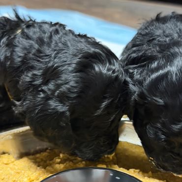 Two black puppies eating from a bowl.