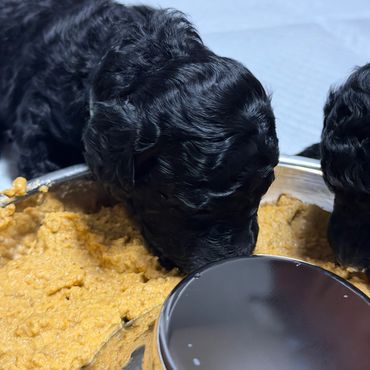 Black puppy eating food from a bowl.