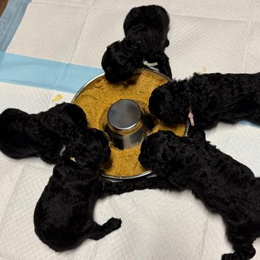 Five black puppies eating together from a metal tray.