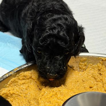 Black puppy eating from a large bowl of food.
